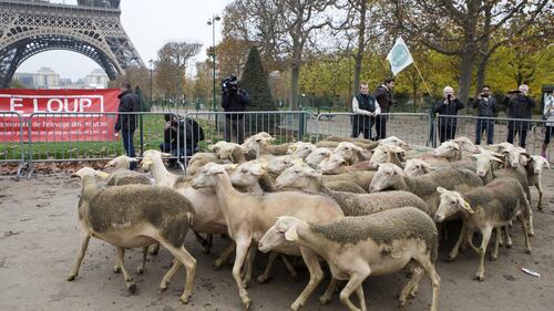 Parigi, i pastori contro i lupi  con le percore alla Torre Eiffel 4