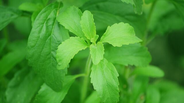 Stevia: quali sono i benefici di questo dolcificante naturale
