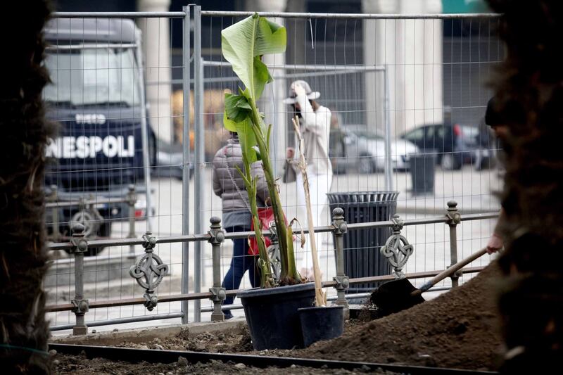 I banani arrivano in piazza Duomo 6