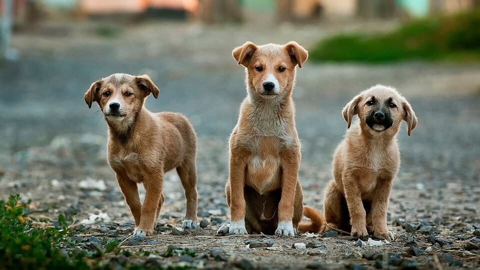 Denunciata per aver gettato cuccioli nell'immondizia