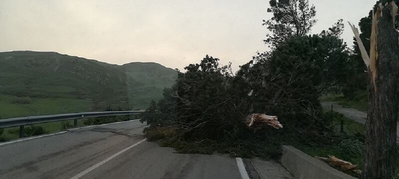 Tetti crollati, alberi sradicati e decine di feriti: il bollettino "di guerra" del vento 5