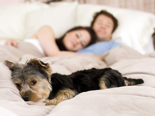 Il suo cane le fissa sempre il naso e lei scopre di avere un tumore