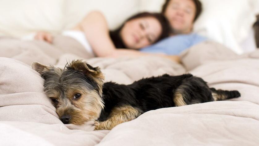 Il suo cane le fissa sempre il naso e lei scopre di avere un tumore