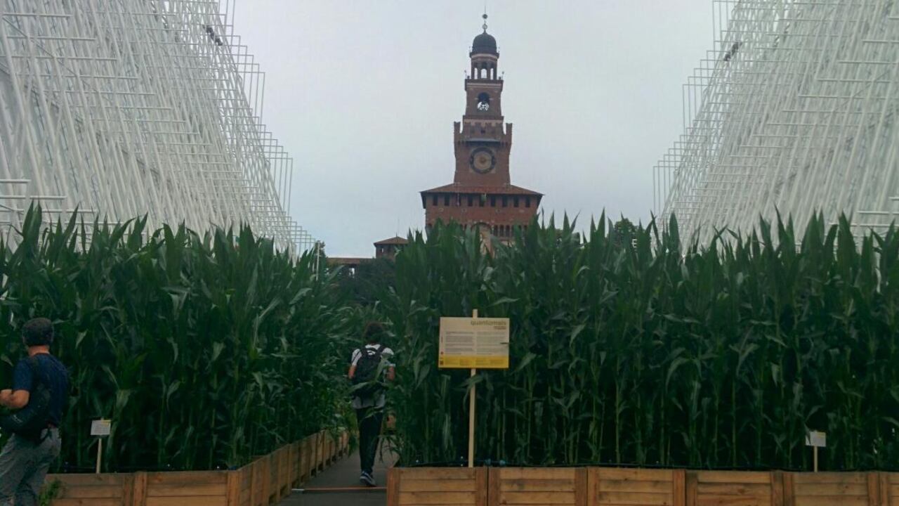 Foto, turisti e poesia tra il mais di piazza Castello