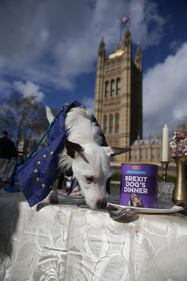 I cani e la Brexit: la manifestazione a Londra  1