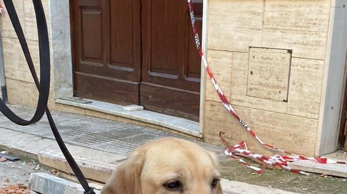 Ravanusa, chi è Luna, il Labrador che ha ritrovato i cadaveri
