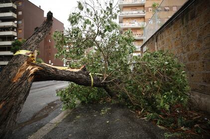 Maltempo a Roma, alberi caduti in tutta la città 7
