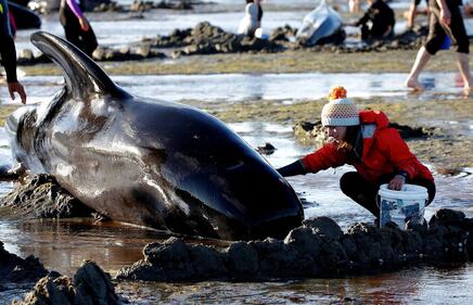 Decine di balene spiaggiate. Ora si rischia la strage 5