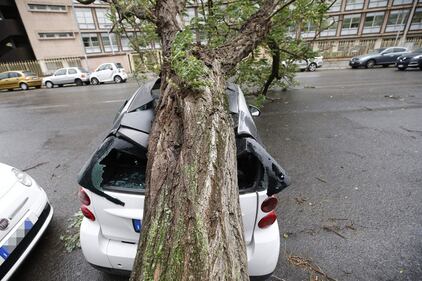 Maltempo a Roma, alberi caduti in tutta la città 5