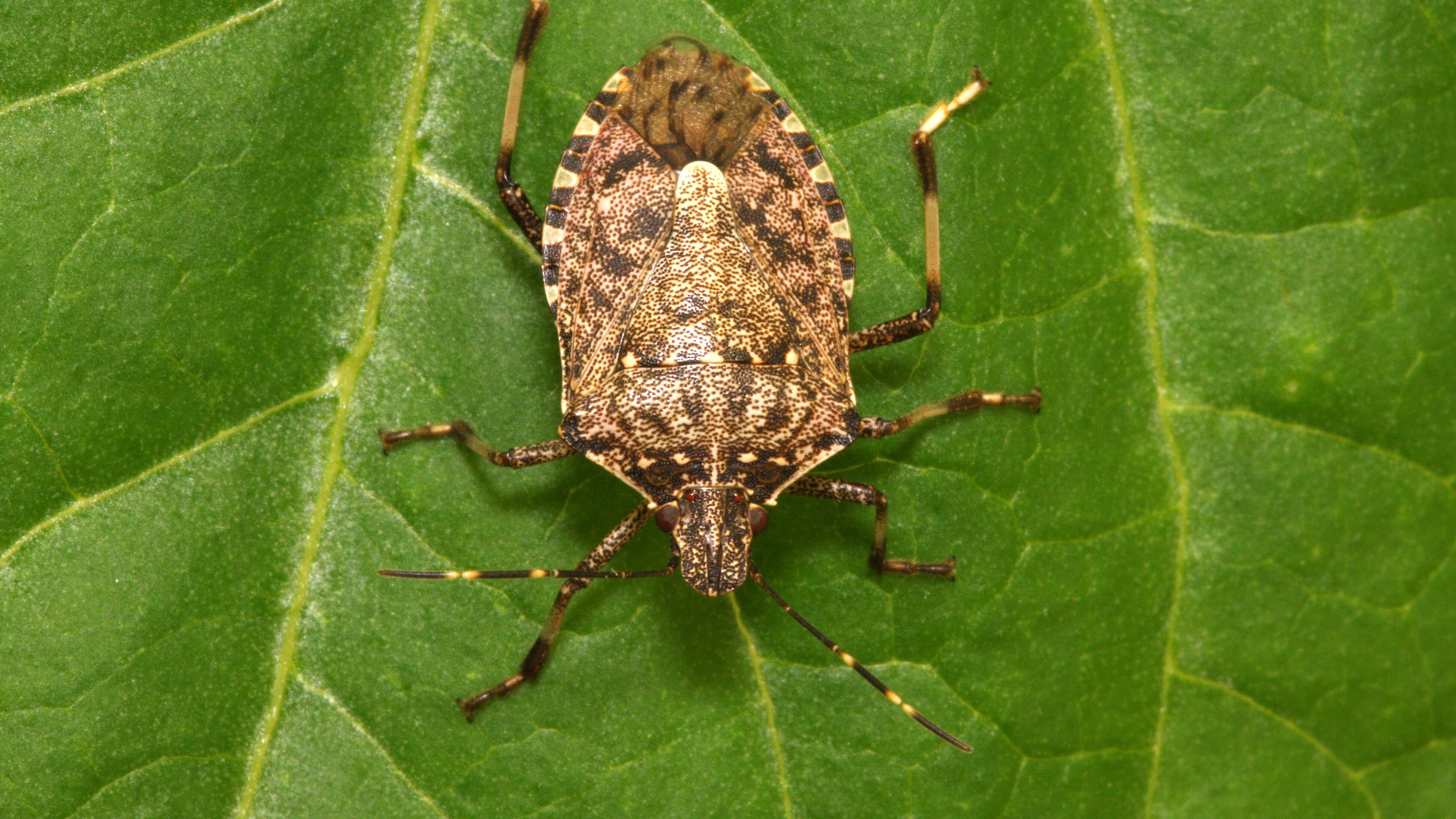 Così la cimice asiatica sta mettendo in ginocchio l'agricoltura italiana
