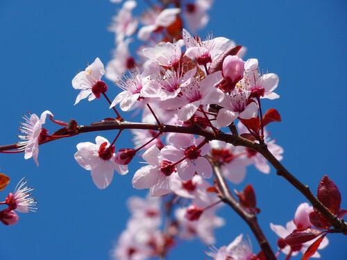 Coldiretti: la finta primavera fa male alla natura