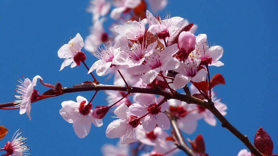 Dopo il ciclone ecco la primavera: bel tempo e 25°C al Centro-Nord