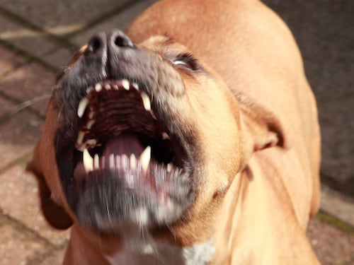 Aizza il cane contro gli agenti che gli trovano la droga in casa