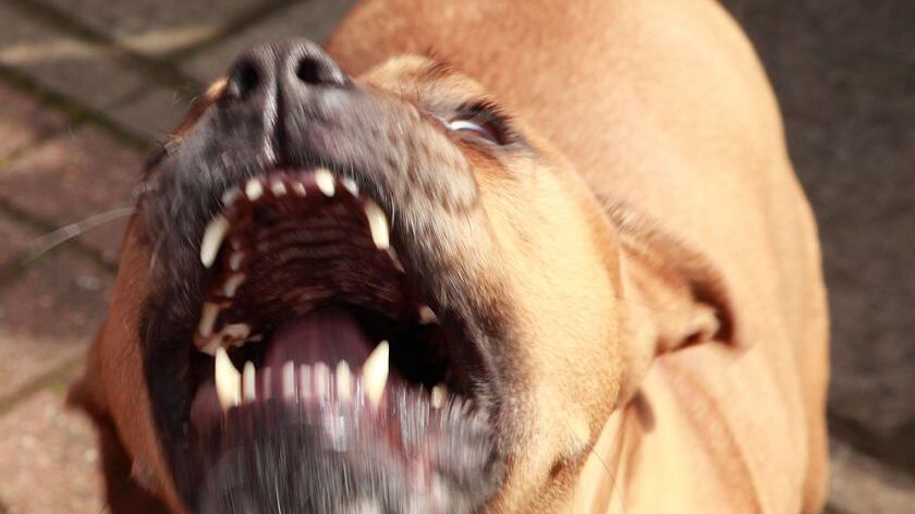 Aizza il cane contro gli agenti che gli trovano la droga in casa