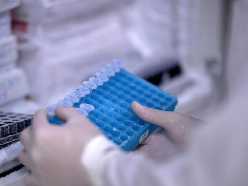 Francia, primo decesso umano per il virus Shamonda: di cosa si tratta