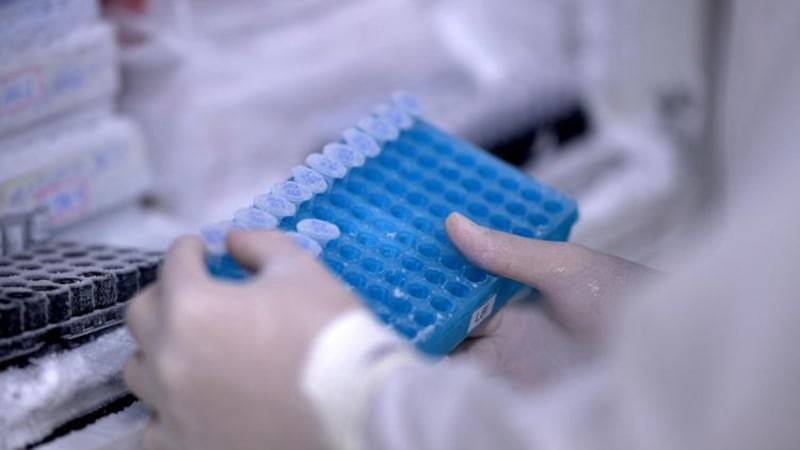 Francia, primo decesso umano per il virus Shamonda: di cosa si tratta