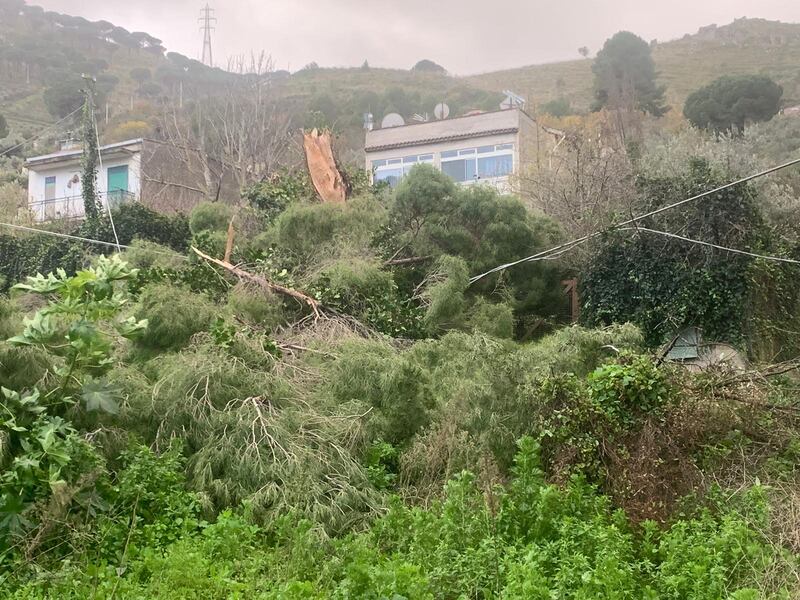 Alberi sradicati, tettoie divelte: l'incubo del vento in Sicilia 8