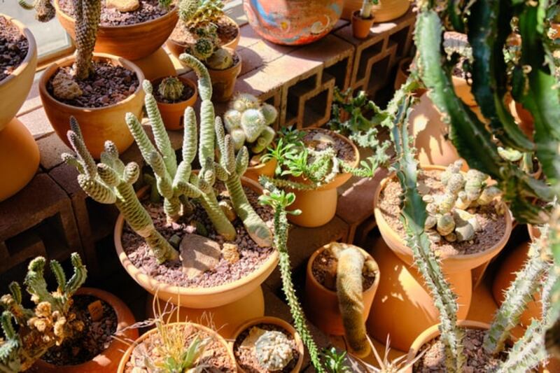 Cactus