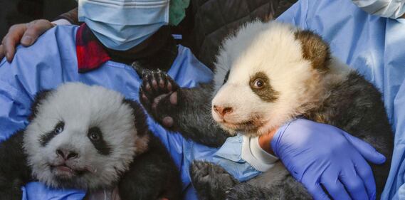 Lo zoo di Berlino presenta due cuccioli di panda giganti "Meng Yuan" e "Meng Xiang" 5
