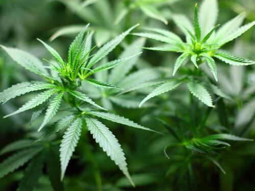 Canna di stato, Berlino vuole legalizzare la marijuana