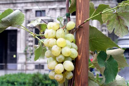 Milano, uva in piazza: i turisti si mangiano l'opera d'arte 6