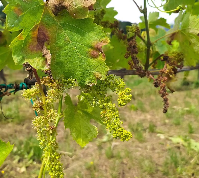 La peronospora ha compromesso quasi l'intera produzione di aglianico della piccola cantina irpina Luva Vinovivo