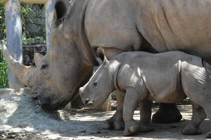 Taiwan, nato un cucciolo di rinoceronte bianco 7