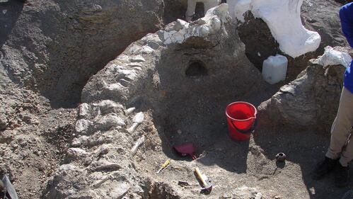 Scoperti in Argentina i resti del dinosauro da record 4