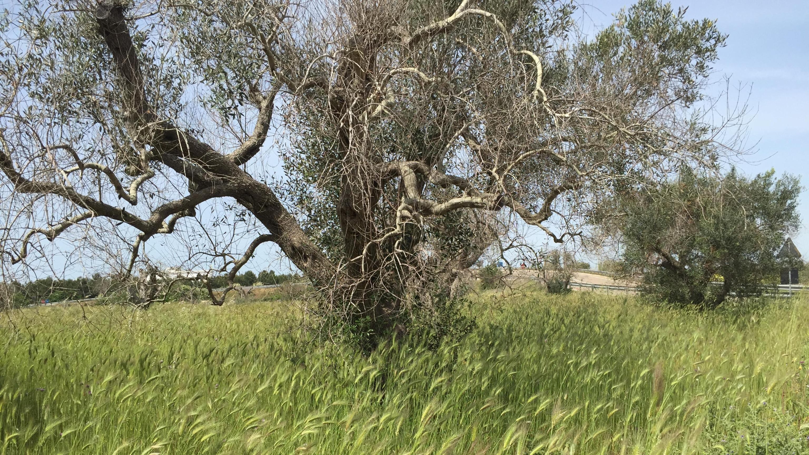 "Il Mediterraneo è un paradiso minacciato da troppi serpenti"