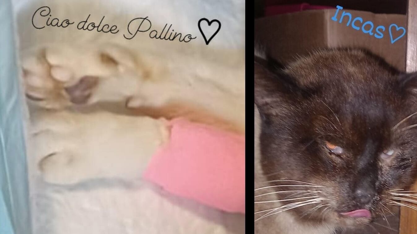 Sparano con la carabina e uccidono il gatto Pallino. Orrore a La Spezia