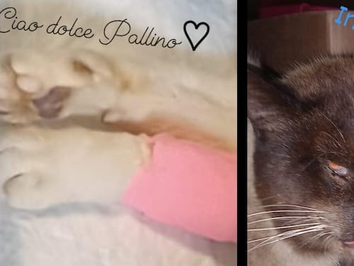Sparano con la carabina e uccidono il gatto Pallino. Orrore a La Spezia