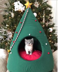 Il miglior Buon Natale è quello che ci augurano i nostri animali 8