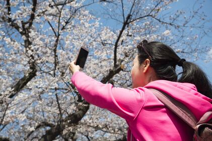 Lo spettacolo dei ciliegi in fiore a Tokyo 1