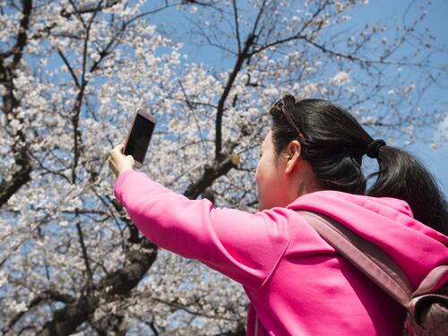 Lo spettacolo dei ciliegi in fiore a Tokyo