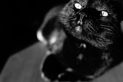 Gatto nero, foto 5