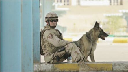 La sindrome del veterano azzanna anche i cani soldato
