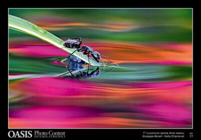 Le più belle foto di animali e natura 6