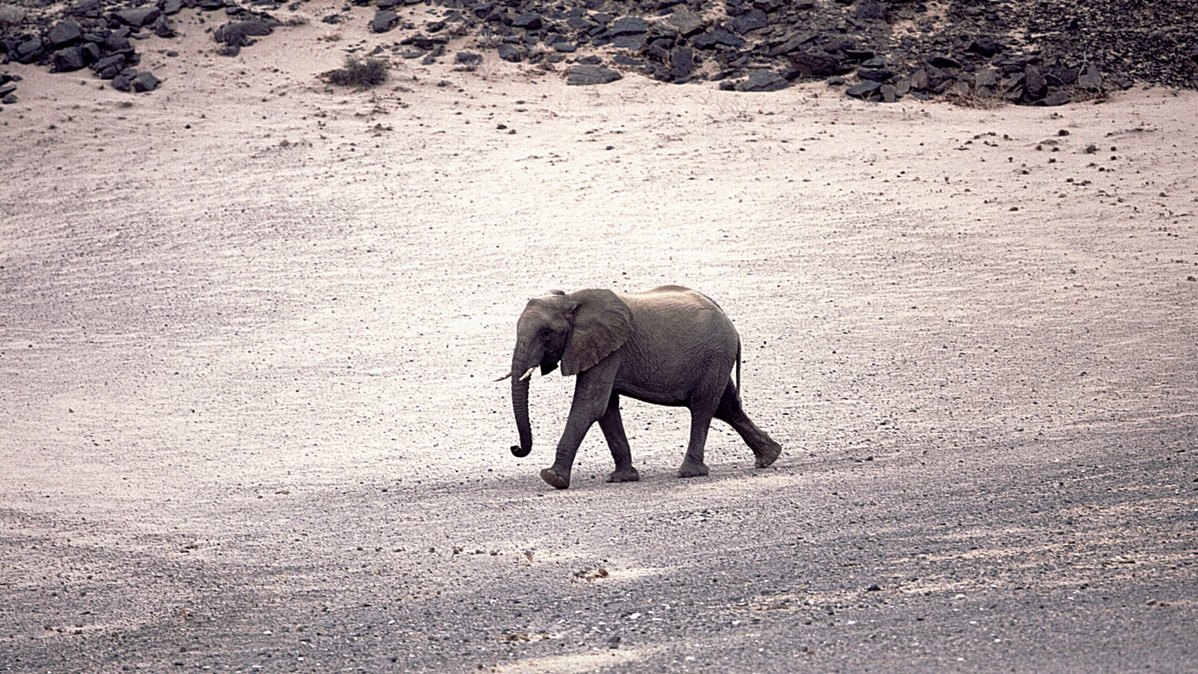 In Namibia, dove lo zoo siamo noi esseri umani