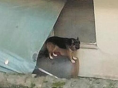 Messina, cane abbandonato in casa dopo il trasloco