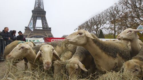 Parigi, i pastori contro i lupi  con le percore alla Torre Eiffel 3