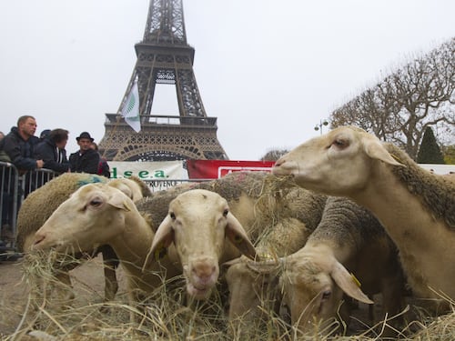 I pastori contro i lupi. Con le pecore alla Torre Eiffel