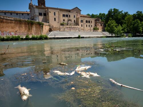 Il mistero dei pesci morti. Cosa accade nel Tevere?