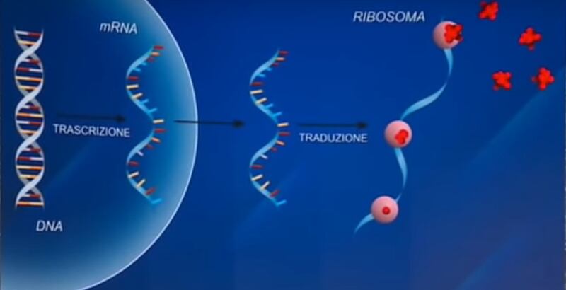 Rna messaggero