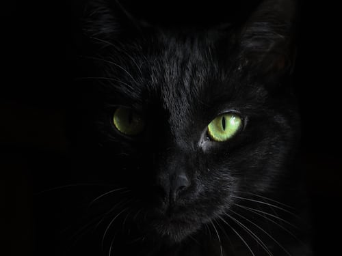 Malìa, alterigia e libertà. Il gatto secondo Lovecraft