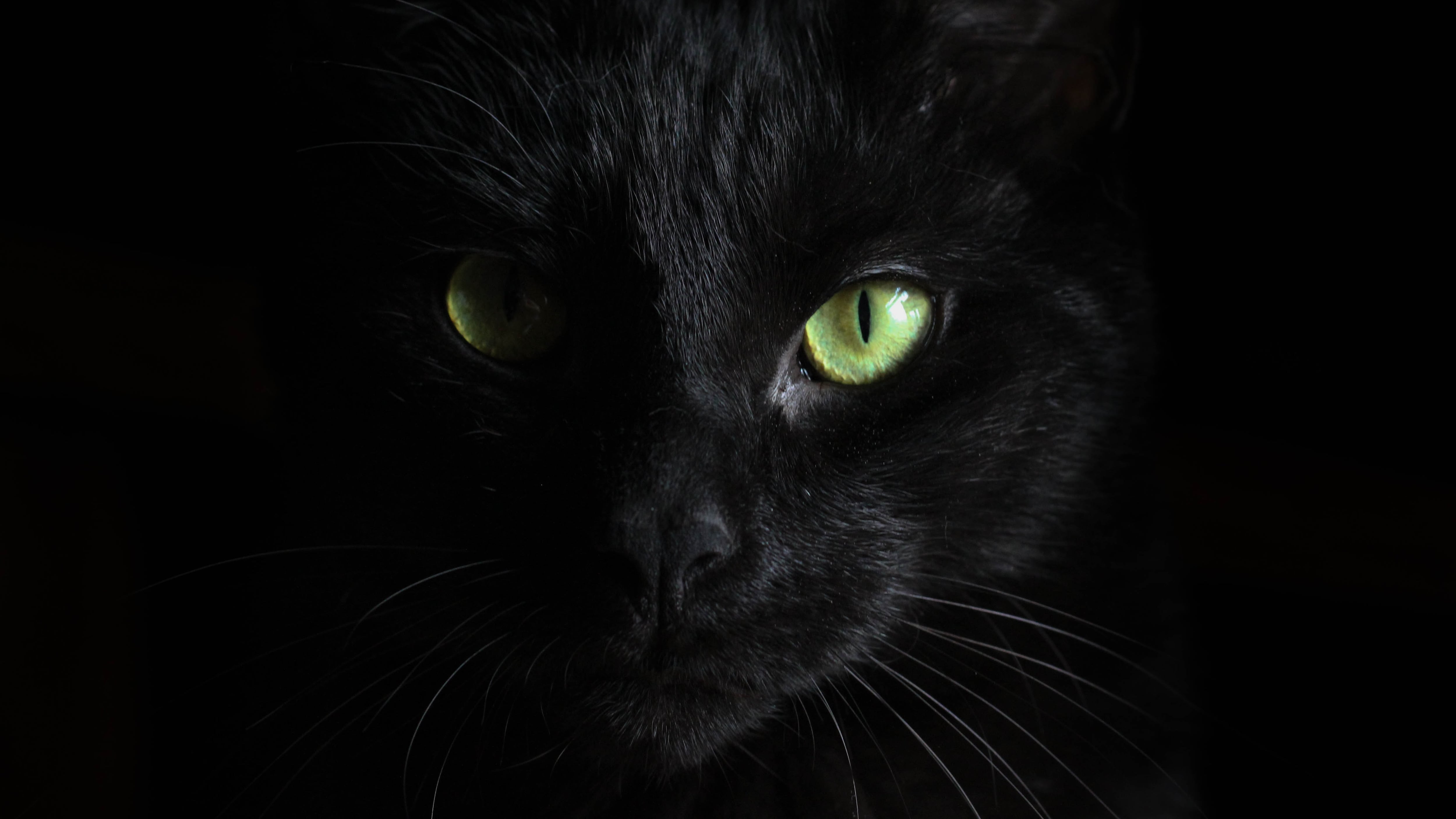 Malìa, alterigia e libertà. Il gatto secondo Lovecraft