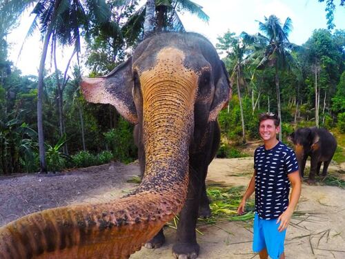Elefante si fa un selfie