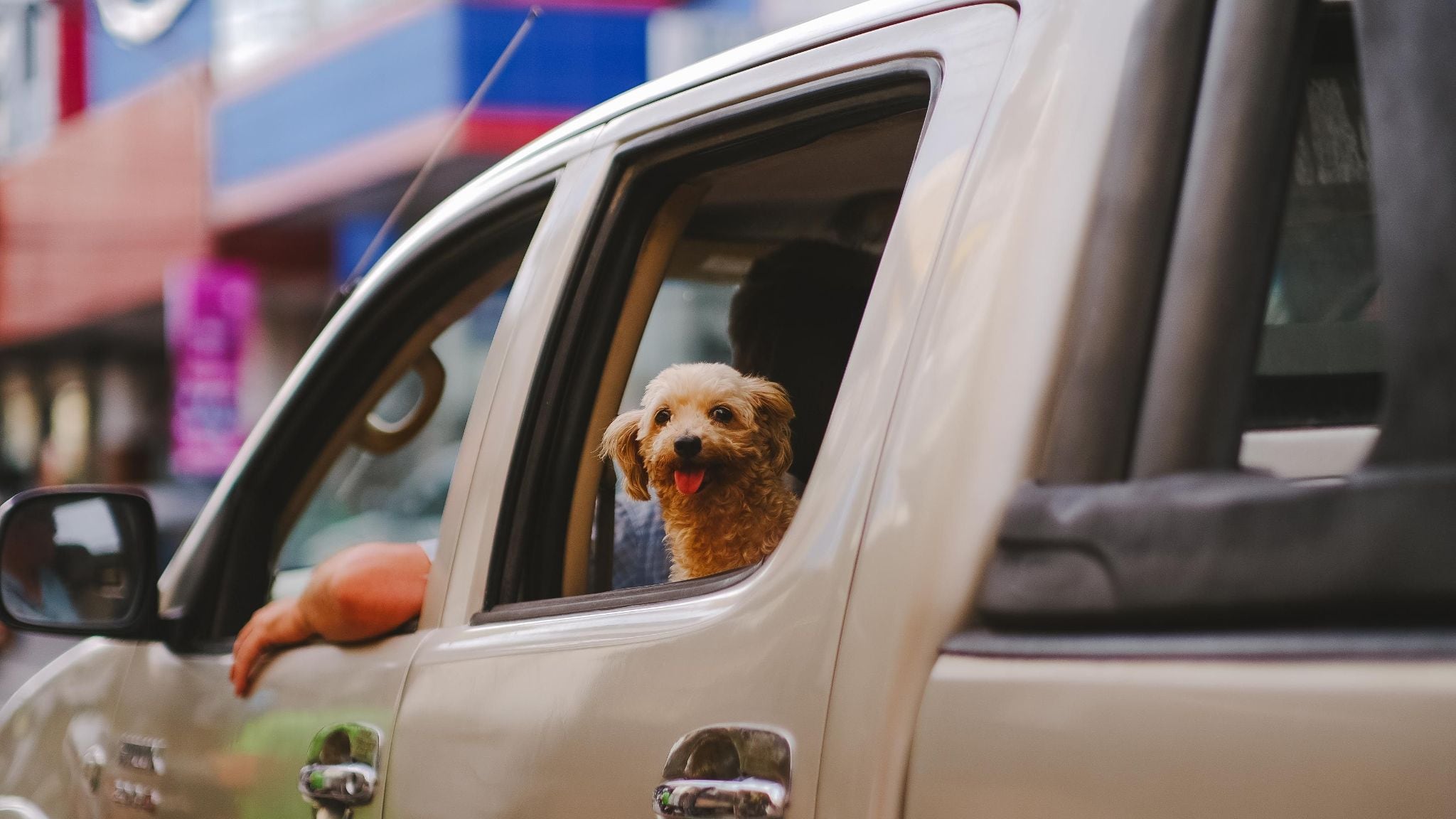 codice della strada animali