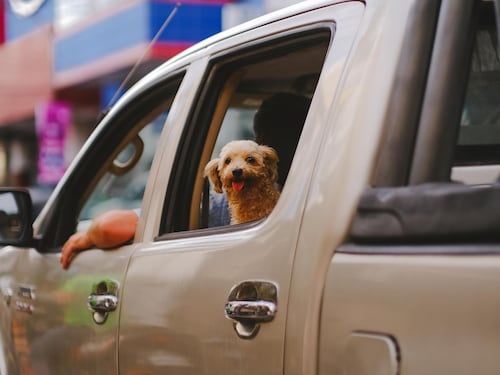 Nuovo Codice della Strada e animali in auto, cambia tutto: multe salate e punti della patente, ecco cosa si rischia