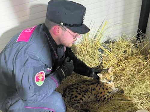 Avvistato un gattopardo, lo catturano i carabinieri