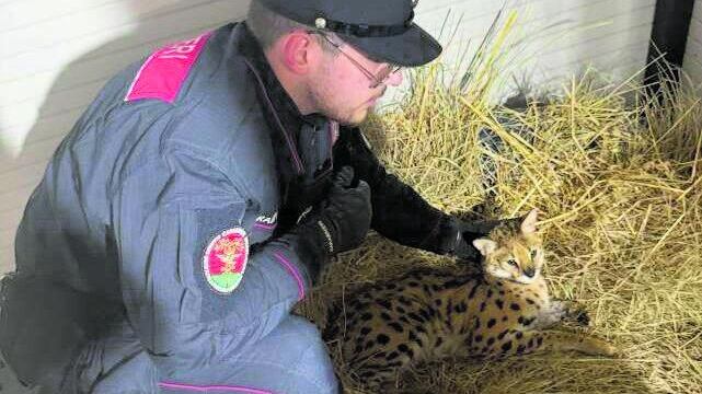 Avvistato un gattopardo, lo catturano i carabinieri